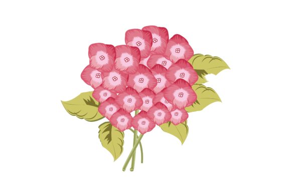 Pink Hydrangea Graphics & Illustrations Review